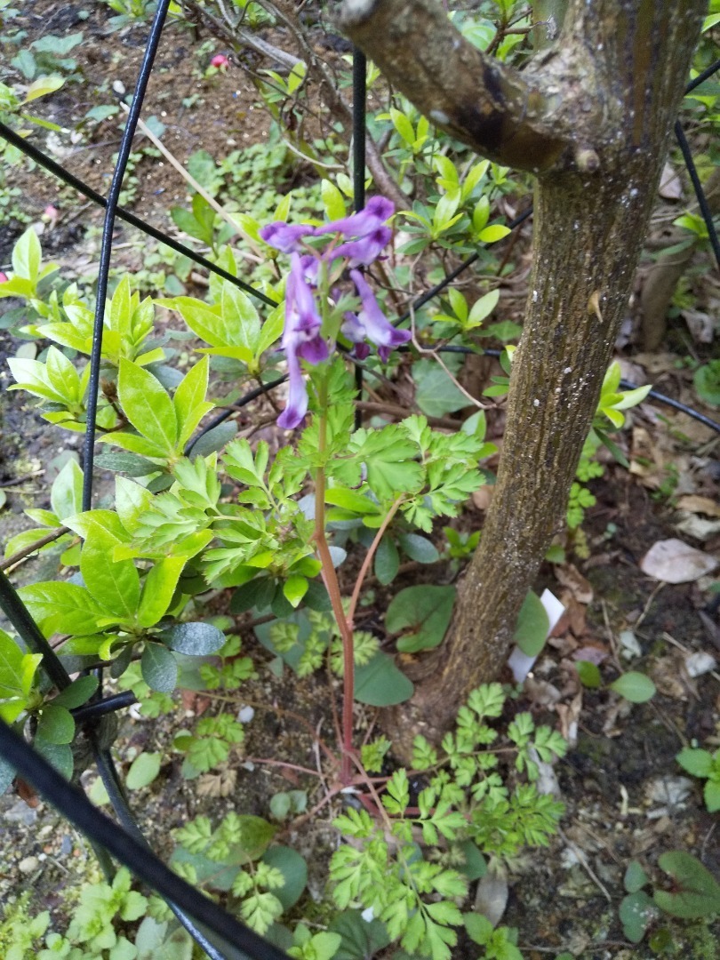 雑草が可愛い Na Jardin De Priere